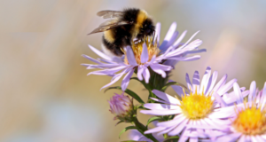 The Bee Project: A Cambridge International school’s effort to preserve biodiversity